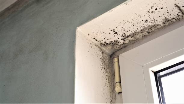Best Dehumidification Services  in Pelican Marsh, FL