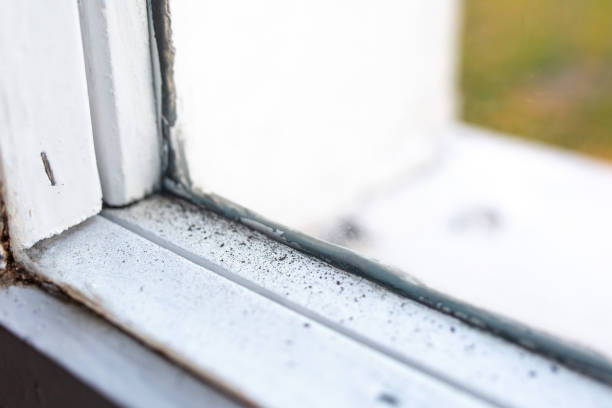 Best Biohazard Mold Removal  in Pelican Marsh, FL