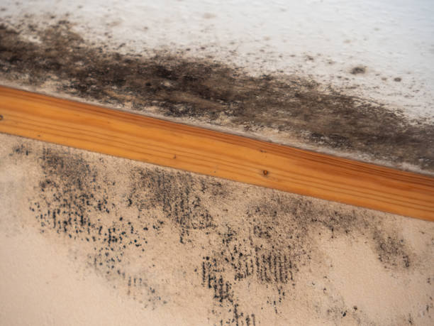 Best Comprehensive Air Testing for Mold Contaminants  in Pelican Marsh, FL