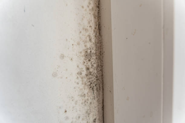 Best Mold Prevention Services  in Pelican Marsh, FL