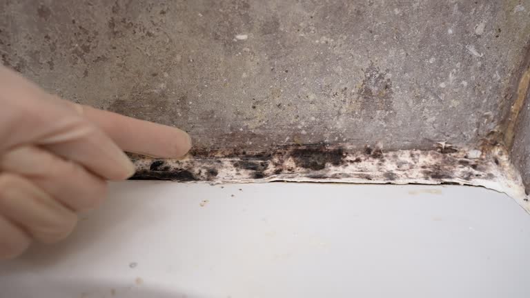 Best Mold Remediation for Healthcare Facilities  in Pelican Marsh, FL